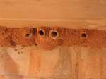 Close up of fairy martin colony