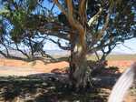 Red River Gum
