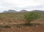 Last view of Wilpena Pound (with kangaroo)