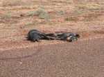 First of the 'pork' road kills