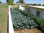 Back yard vegie garden, Mt Isa style