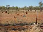 Ant hills