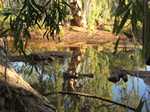 Reflections
