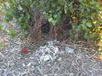 Bower bird nest Warren vale