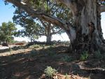 Day 2 camp, welcome dense shade