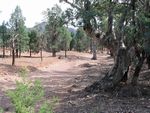 Australian Cyprus on the left. Giant River Red Gum on the right