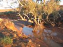 Mosquito Creek