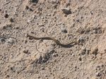 The "fierce" snake (10" long and very agressive)