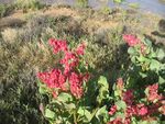 Flowering plants just a week after rain