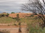 Two dingos on the sand hill