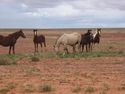 Wild horses couldn't stop me